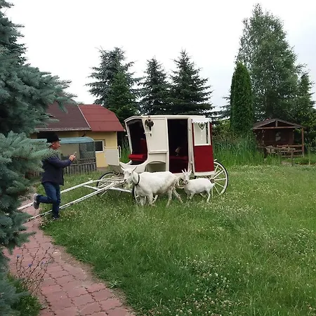 Cezar シロダ・ヴィエルコポルスカ